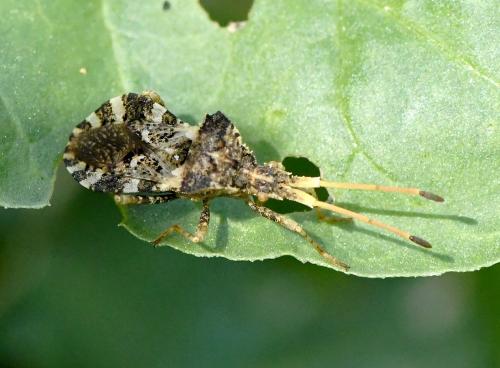 Centrocoris sp.